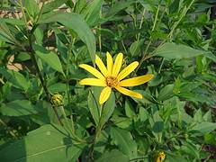 Jerusalem Artichoke flower
