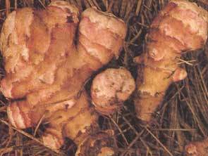 Jerusalem Artichoke tubers