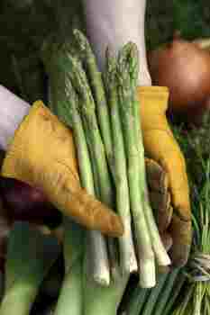 Asparagus harvest