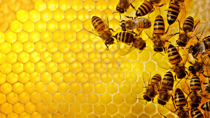 bees on hive