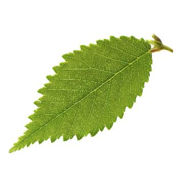 leaf image