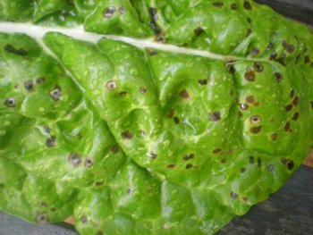 silverbeet leaf spot