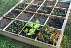 Square Foot Gardening Green Life Soil Co